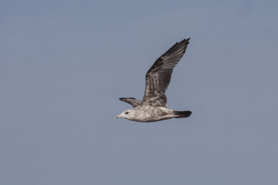 Gulls _MG_9925.jpg