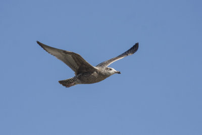 Gulls _MG_9977.jpg