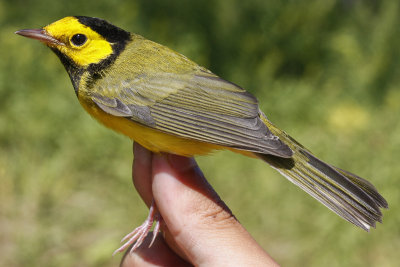 Hooded Warbler _MG_2689.jpg