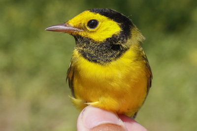 Hooded Warbler _MG_2723.jpg