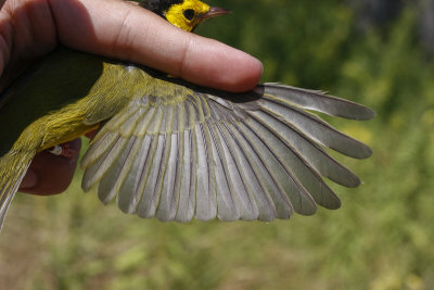 Hooded Warbler _MG_2758.jpg