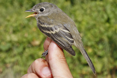 Least Flycatcher _MG_3845.jpg
