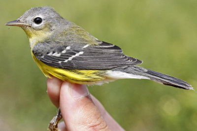 Magnolia Warbler _MG_0300.jpg