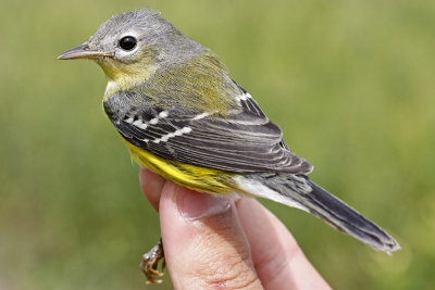 Magnolia Warbler _MG_0318.jpg