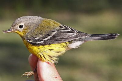 Magnolia Warbler _MG_0464.jpg