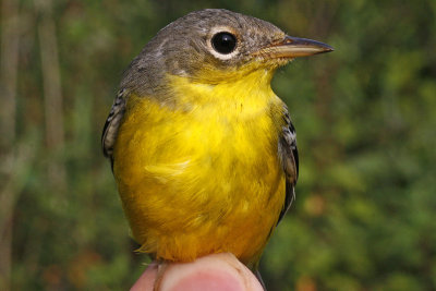 Magnolia Warbler _MG_4613.jpg
