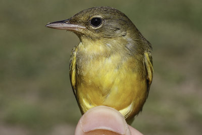 Mourning Warbler _MG_1190.jpg