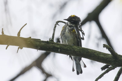Myrtle Warbler _MG_5671.jpg