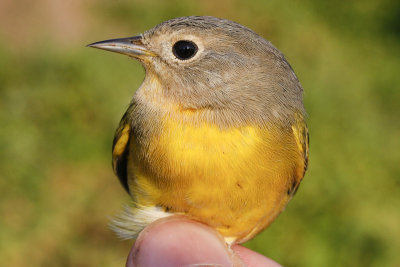 Nashville Warbler _MG_3452.jpg