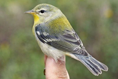 Northern Parula _MG_6027 mod.jpg