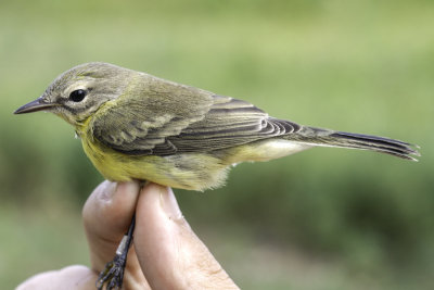 Prarie Warbler _MG_9795.jpg