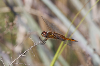 Red Saddlebags _MG_0816.jpg