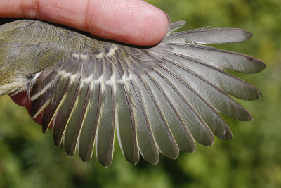 Ruby-crowned Kinglet _MG_5133.jpg