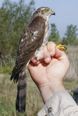 Sharp-shinned Hawk _MG_4337.jpg