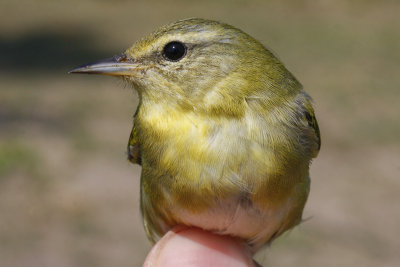 Tennessee Warbler _MG_2405.jpg