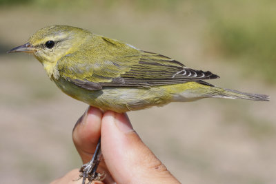 Tennessee Warbler _MG_2423.jpg