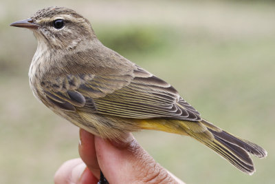 Western Palm Warbler _MG_4300.jpg