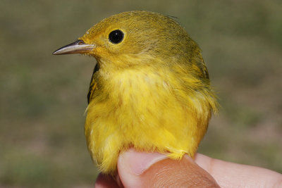 Yellow Warbler _MG_1264.jpg