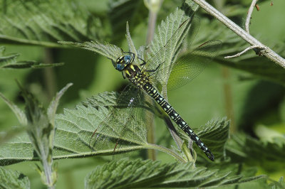 Hairy Dragonfly (Brachytron pratense)