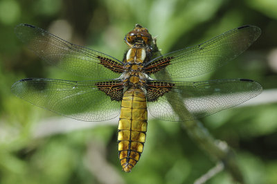 Broad-bodied Chaser (Libellula depressa)