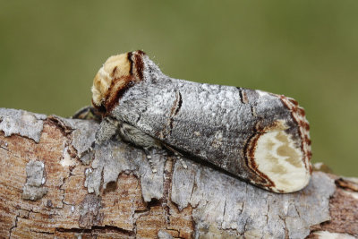 Buff-tip (Phalera bucephala)