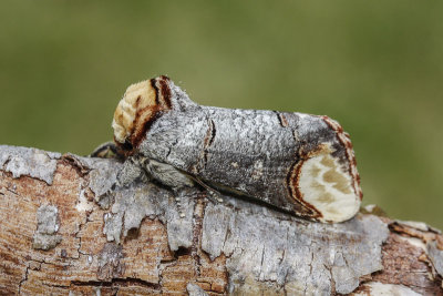 Buff-tip (Phalera bucephala)