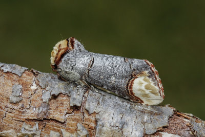 Buff-tip (Phalera bucephala)