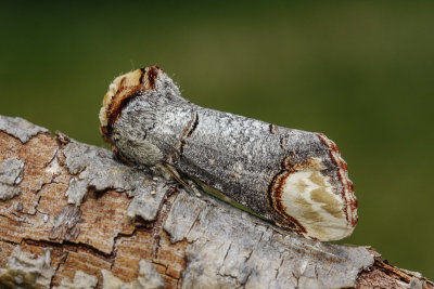 Buff-tip (Phalera bucephala)