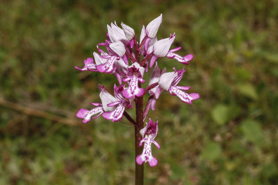 Military Orchid (Orchis militaris)