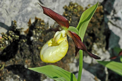 Lady's Slipper Orchid (Cypripedium calceolus)