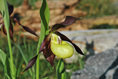 Lady's Slipper Orchid (Cypripedium calceolus)