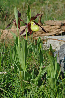 Lady's Slipper Orchid (Cypripedium calceolus)