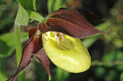 Lady's Slipper Orchid (Cypripedium calceolus)