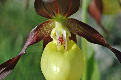 Lady's Slipper Orchid (Cypripedium calceolus)