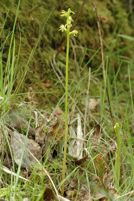 Coral root Orchid (Corallorhiza trifida)