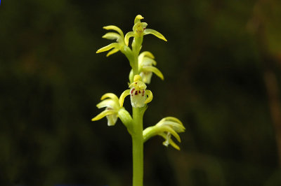 Coral root Orchid (Corallorhiza trifida)