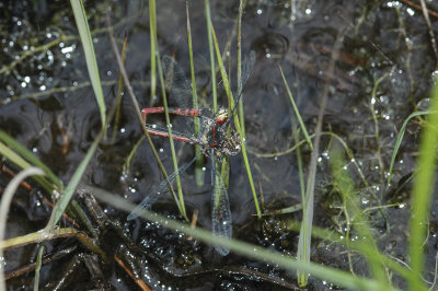 Large Red Damselfly (Pyrrhosoma nymphula)