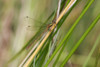 Emerald Damselfly (Lestes sponsa)