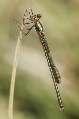 Emerald Damselfly (Lestes sponsa)