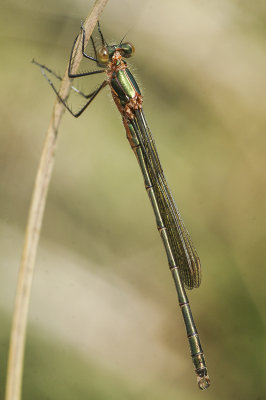 Emerald Damselfly (Lestes sponsa)
