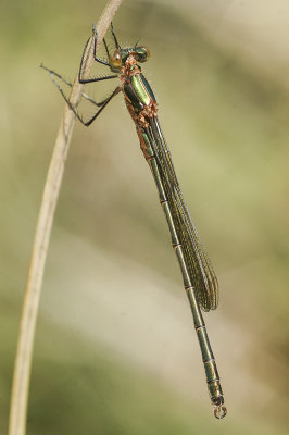 Emerald Damselfly (Lestes sponsa)