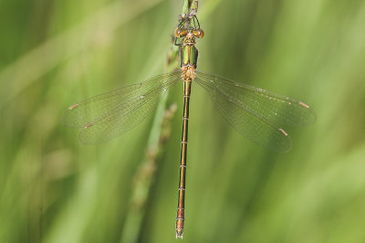 Emerald Damselfly (Lestes sponsa)