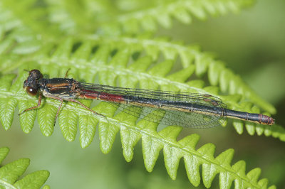 Small Red Damselfly (Ceriagrion tenellum)