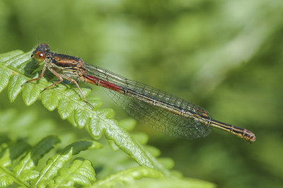 Small Red Damselfly (Ceriagrion tenellum)