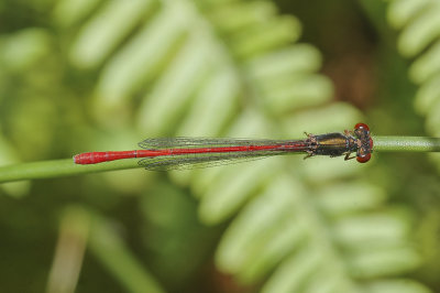 Small Red Damselfly (Ceriagrion tenellum)