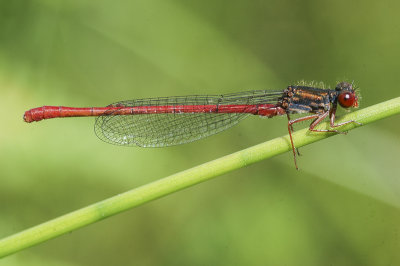 Small Red Damselfly (Ceriagrion tenellum)