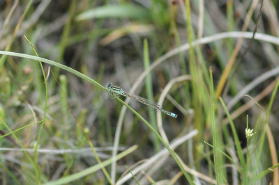 Scarce Blue-tailed Damselfly (Ischnura pumilio)