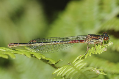 Small Red Damselfly (Ceriagrion tenellum)