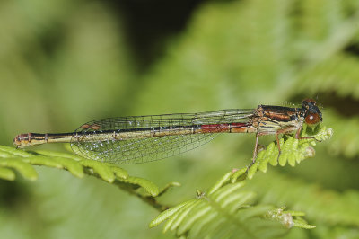 Small Red Damselfly (Ceriagrion tenellum)