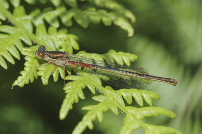 Small Red Damselfly (Ceriagrion tenellum)